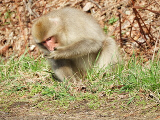 白神山地のニホンザル