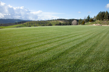 Large field of cut grass or wheat with an orchard on the hills in background with white puffy clouds in crisp blue sky