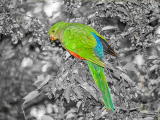 King Parrot On Black
