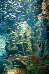 fish in the water
