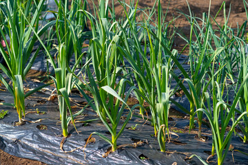 Obraz premium 【2021】家庭菜園