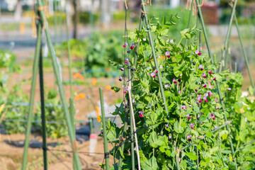 【2021】家庭菜園