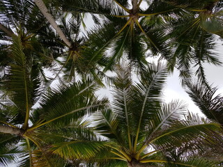 Obraz premium coconut tree