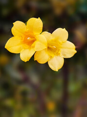 Obraz premium Two yellow flowers on dark blurred background