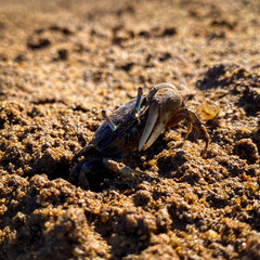 crab on the sand