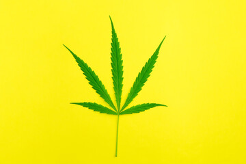 Cannabis leaves on yellow background.