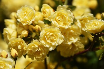 Banksia rose flowers. Rosaceae evergreen vine shrub.