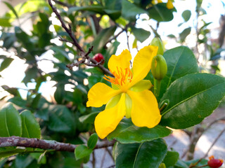Yellow flowers in nature garden
