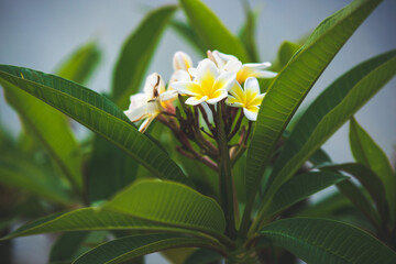 Fleurs avec fond flou
