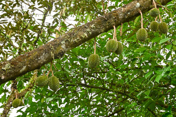Durian, being praised as King of fruit. It takes about 2 months to develop from baby to mature.