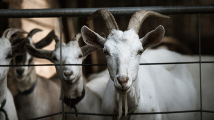 Chevres