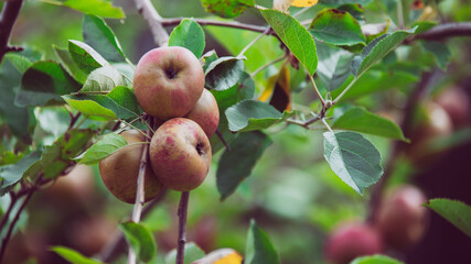 Pommier avec des pommes