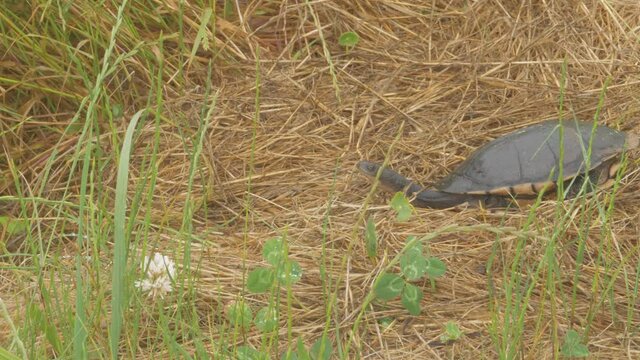 Eastern Long-Necked Turtle On Dried Brown Grasses - Australian Species Of Snake-Necked Turtle. - Wide Shot