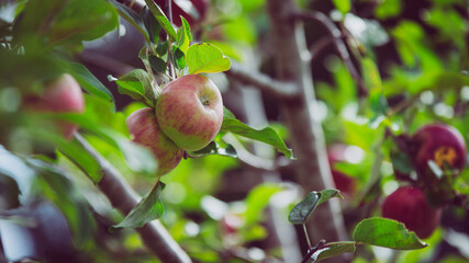 Pommes dans un arbre