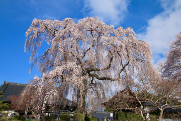 昌建寺のしだれ桜（福島県・泉崎村）