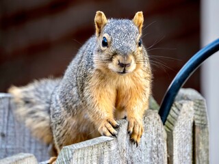 A squirrel, rodent, mammal perched sitting on a fence, or gripping the fence, eating seeds and nuts, in nature.
