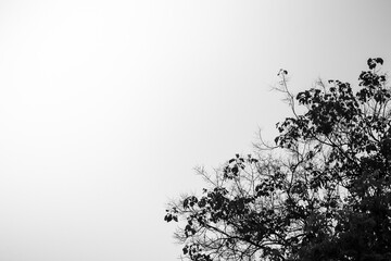 The tops of the trees leave some space for text on the black and white images