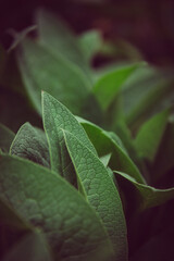 Leafs with blurry background