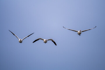 flock of birds
