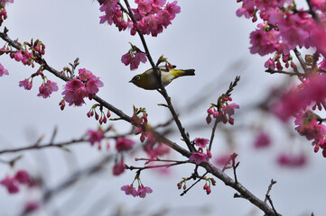 桜とメジロ