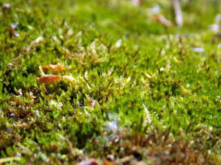 Summer forest moss close up.
