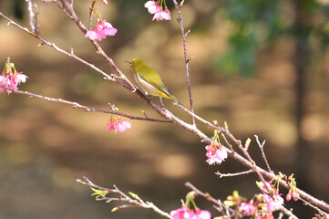 桜とメジロ