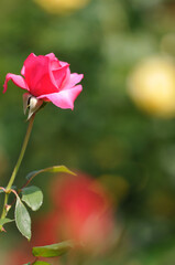 ピンクのバラ