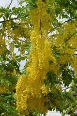木に咲いている黄色い花