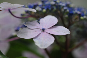 アジサイのアップ