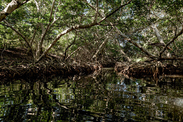 Fototapeta na wymiar Roots of mangroves in the internal water bodies of the Rosario Islands.