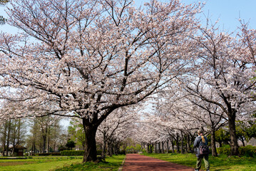 Obraz premium みさと公園の満開の桜