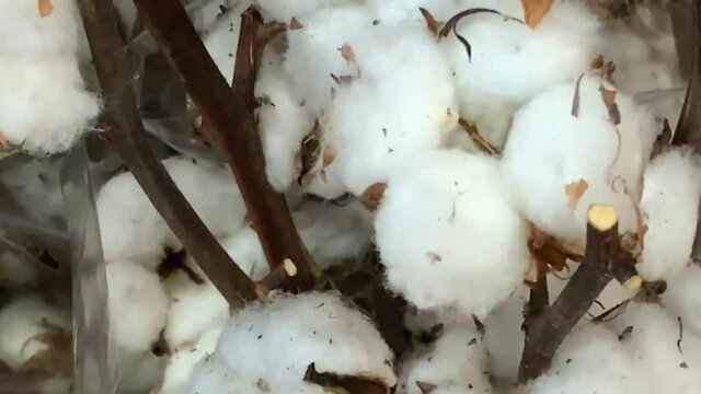 A close up of ripe cotton bolls on branches that is ready to harvest. HD