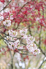 水元公園の桜