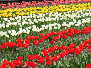 東京都羽村市根がらみ前水田チューリップ畑