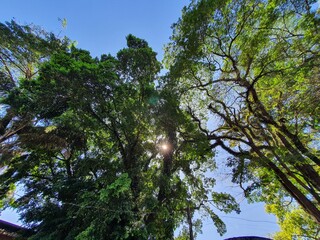 trees and sky