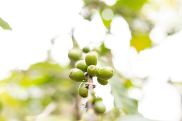 Arabica coffee, green Arabica coffee beans unripe on northern Thailand sources waiting for harvest to process