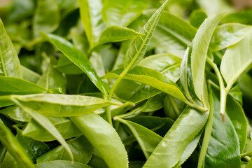 Fototapeta premium Top tea leaves, natural products, are ingredients in making beverages. Selected fresh tea leaves in tea plantations