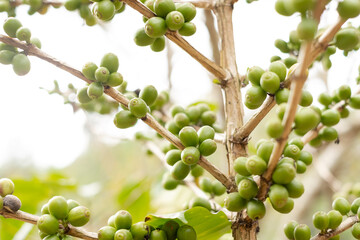 Arabica coffee, green Arabica coffee beans unripe on northern Thailand sources waiting for harvest to process