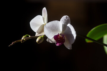 Fototapeta na wymiar Aroma concept. Flower cosmetics. Nature beauty. Orchid flower. Phalaenopsis growing.