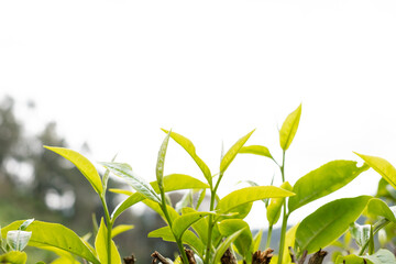 Obraz premium Top tea leaves, natural products, are ingredients in making beverages. Selected fresh tea leaves in tea plantations