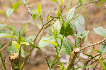 Top tea leaves, natural products, are ingredients in making beverages. Selected fresh tea leaves in tea plantations