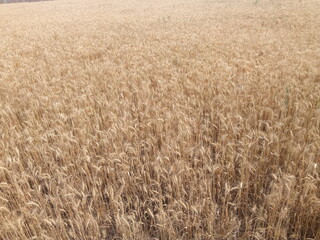 It's a agricultural wheat field image.