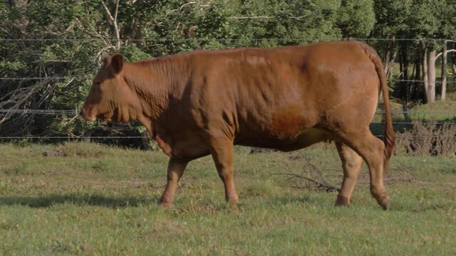 Droughtmaster Walking At The Field In Currumbin Valley. Bos Taurus Indicus In Australia. full shot