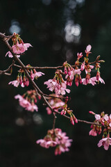 Cherry blossoms in spring