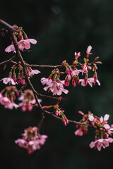 Naklejka na ściany i meble Cherry blossoms in spring