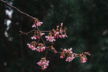 Cherry blossoms in spring