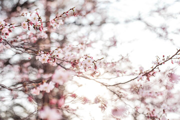 Cherry blossoms in spring