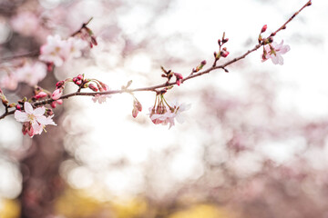 Cherry blossoms in spring