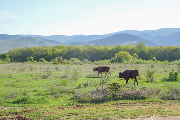 Herd of cows on the road in a mountain valley in early spring, selective focus