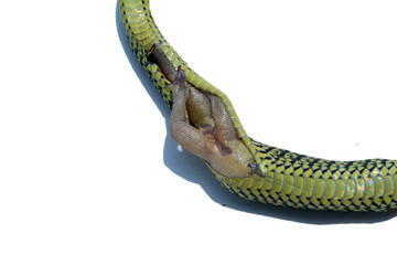 The snake eats its prey in its stomach.
